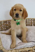 Green male , a male Golden Retriever for sale in Broken Arrow, OK – 4 of 7