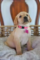 Pink female , a female Labrador Retriever for sale in Broken Arrow, OK – 4 of 6