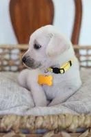 Yellow female , a female Labrador Retriever for sale in Broken Arrow, OK – 5 of 6