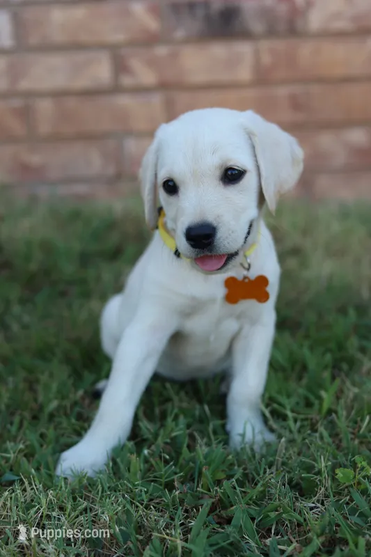 Yellow female  – Labrador Retriever puppy for sale in Broken Arrow, OK