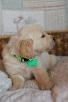 Green male, a male Golden Retriever for sale in Tulsa, OK – 5 of 6