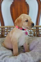 Pink female , a female Labrador Retriever for sale in Broken Arrow, OK – 2 of 6