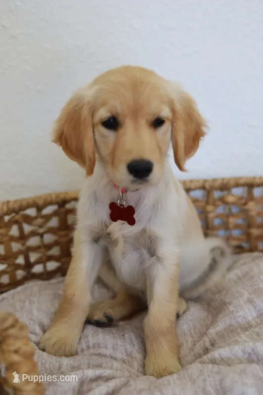 Red female , a female Golden Retriever for sale in Broken Arrow, OK – 1 of 3