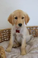 Red female , a female Golden Retriever for sale in Broken Arrow, OK – 1 of 3