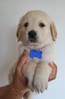 Blue male, a male Golden Retriever for sale in Tulsa, OK – 5 of 5