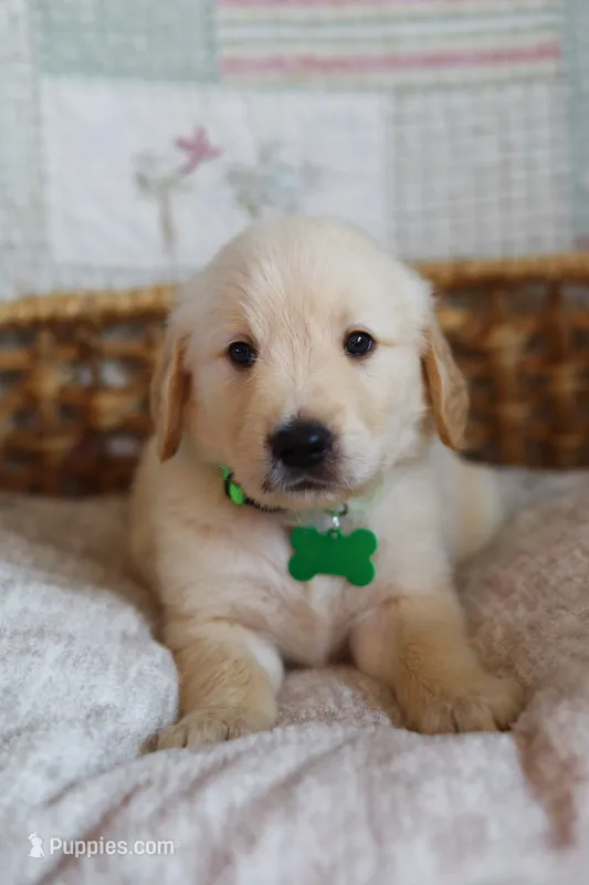 Green male – Golden Retriever puppy for sale in Tulsa, OK