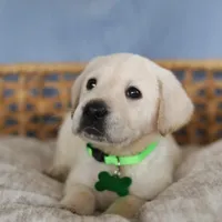 Light green male, a male Labrador Retriever for sale in Tulsa, OK – Photo 8 of 8