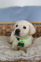 Light green male, a male Labrador Retriever for sale in Denver, CO – Photo 4 of 5