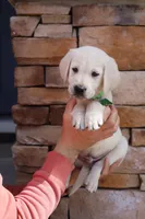 Light green male, a male Labrador Retriever for sale in Tulsa, OK – Photo 6 of 8