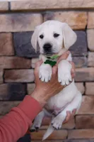 Light green male, a male Labrador Retriever for sale in Tulsa, OK – Photo 4 of 8