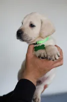 Light green male, a male Labrador Retriever for sale in Denver, CO – Photo 3 of 5