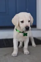 Light green male, a male Labrador Retriever for sale in Tulsa, OK – Photo 3 of 8