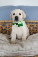 Light green male, a male Labrador Retriever for sale in Denver, CO – Photo 5 of 5