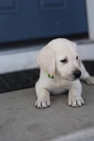 Light green male, a male Labrador Retriever for sale in Tulsa, OK – Photo 2 of 8