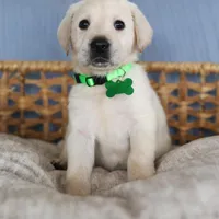 Light green male, a male Labrador Retriever for sale in Tulsa, OK – Photo 7 of 8