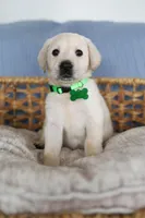 Light green male, a male Labrador Retriever for sale in Denver, CO – Photo 1 of 5