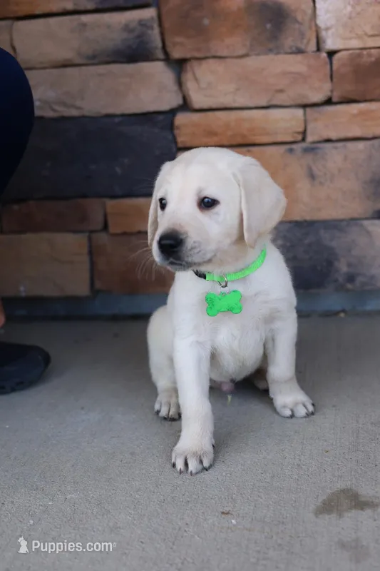 Light green male – Labrador Retriever puppy for sale in Denver, CO