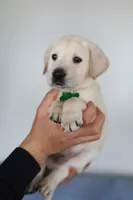 Light green male, a male Labrador Retriever for sale in Denver, CO – Photo 2 of 5