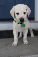 Light green male, a male Labrador Retriever for sale in Tulsa, OK – Photo 5 of 8