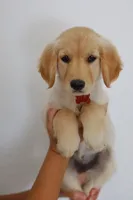 Red female , a female Golden Retriever for sale in Broken Arrow, OK – 2 of 3