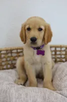 Purple male, a male Golden Retriever for sale in Broken Arrow, OK – 2 of 6
