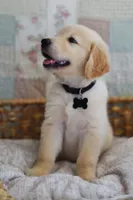 Black male, a male Golden Retriever for sale in Tulsa, OK – 6 of 6