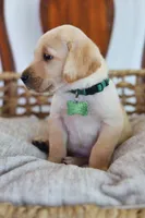 Green male, a male Labrador Retriever for sale in Broken Arrow, OK – 3 of 4