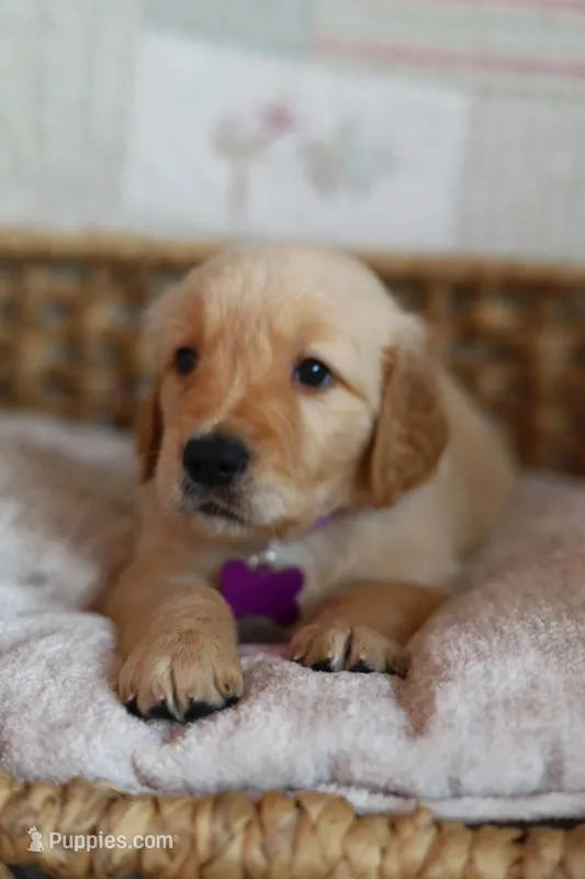 Purple male  – Golden Retriever puppy for sale in Tulsa, OK