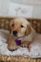 Purple male , a male Golden Retriever for sale in Tulsa, OK – 1 of 5