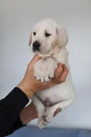 White male , a male Labrador Retriever for sale in Denver, CO – Photo 5 of 6
