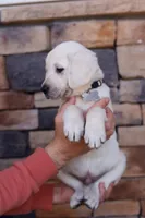White male , a male Labrador Retriever for sale in Tulsa, OK – Photo 6 of 8