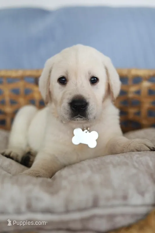 White male , a male Labrador Retriever for sale in Denver, CO – Photo 1 of 6