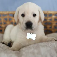 White male , a male Labrador Retriever for sale in Tulsa, OK – Photo 7 of 8