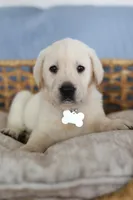 White male , a male Labrador Retriever for sale in Denver, CO – Photo 1 of 6