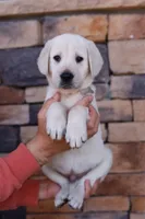 White male , a male Labrador Retriever for sale in Tulsa, OK – Photo 5 of 8