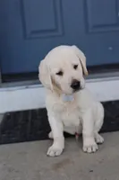 White male , a male Labrador Retriever for sale in Tulsa, OK – Photo 4 of 8