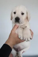 White male , a male Labrador Retriever for sale in Denver, CO – Photo 2 of 6