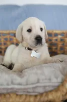 White male , a male Labrador Retriever for sale in Denver, CO – Photo 4 of 6