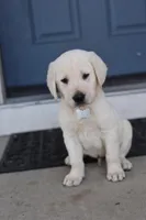 White male , a male Labrador Retriever for sale in Tulsa, OK – Photo 1 of 8