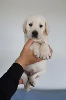 White male , a male Labrador Retriever for sale in Denver, CO – Photo 6 of 6