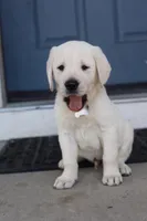 White male , a male Labrador Retriever for sale in Tulsa, OK – Photo 2 of 8