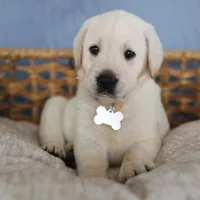 White male , a male Labrador Retriever for sale in Tulsa, OK – Photo 8 of 8