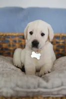 White male , a male Labrador Retriever for sale in Denver, CO – Photo 3 of 6