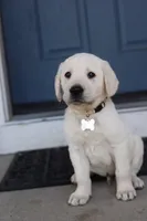 White male , a male Labrador Retriever for sale in Tulsa, OK – Photo 3 of 8