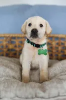 Green male , a male Labrador Retriever for sale in Denver, CO – Photo 4 of 4