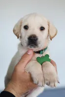 Green male , a male Labrador Retriever for sale in Denver, CO – Photo 1 of 4