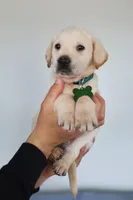 Green male , a male Labrador Retriever for sale in Denver, CO – Photo 2 of 4