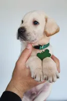 Green male , a male Labrador Retriever for sale in Denver, CO – Photo 3 of 4