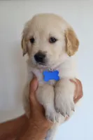 Blue male, a male Golden Retriever for sale in Tulsa, OK – 2 of 5