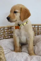 Yellow female , a female Golden Retriever for sale in Broken Arrow, OK – 6 of 6